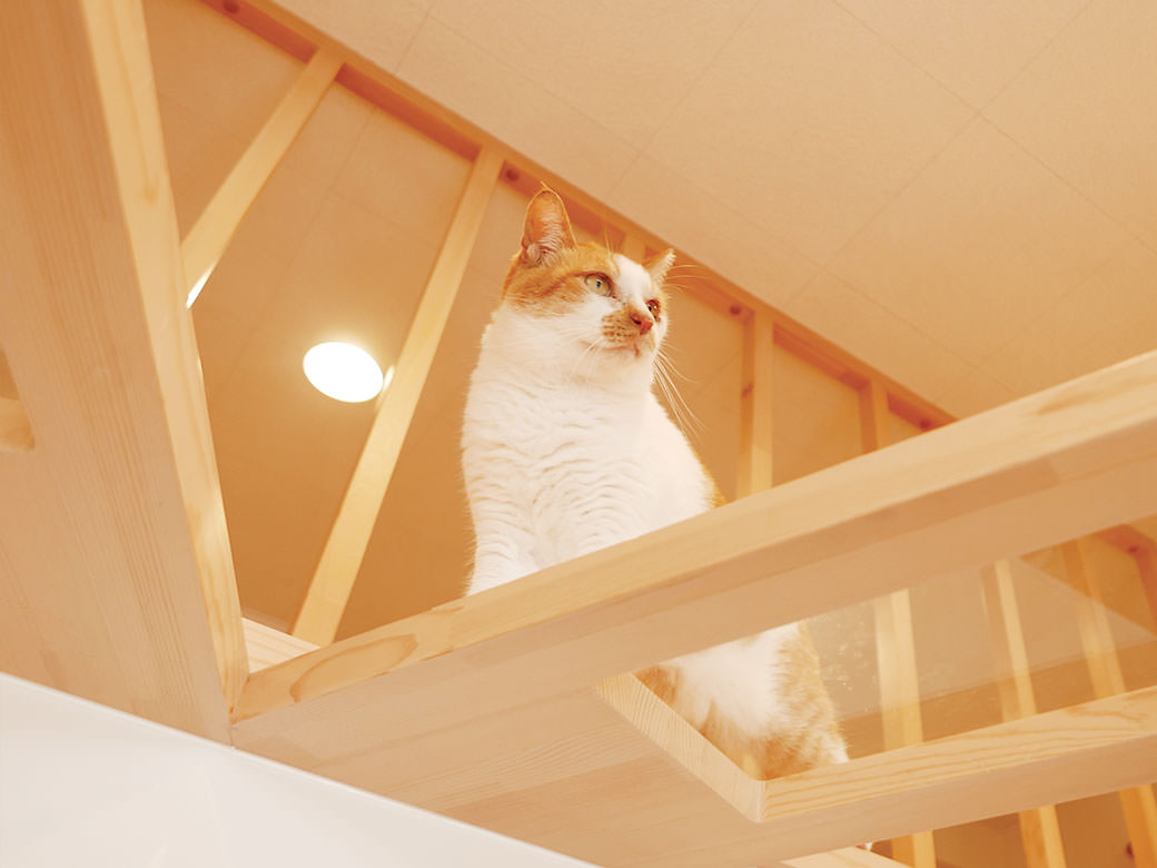 CAT PLAZA with NECO REPUBLIC