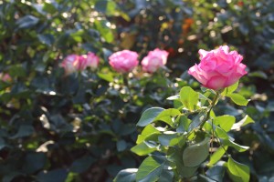 IMG_7461