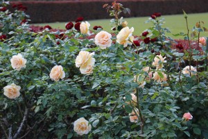 IMG_7465